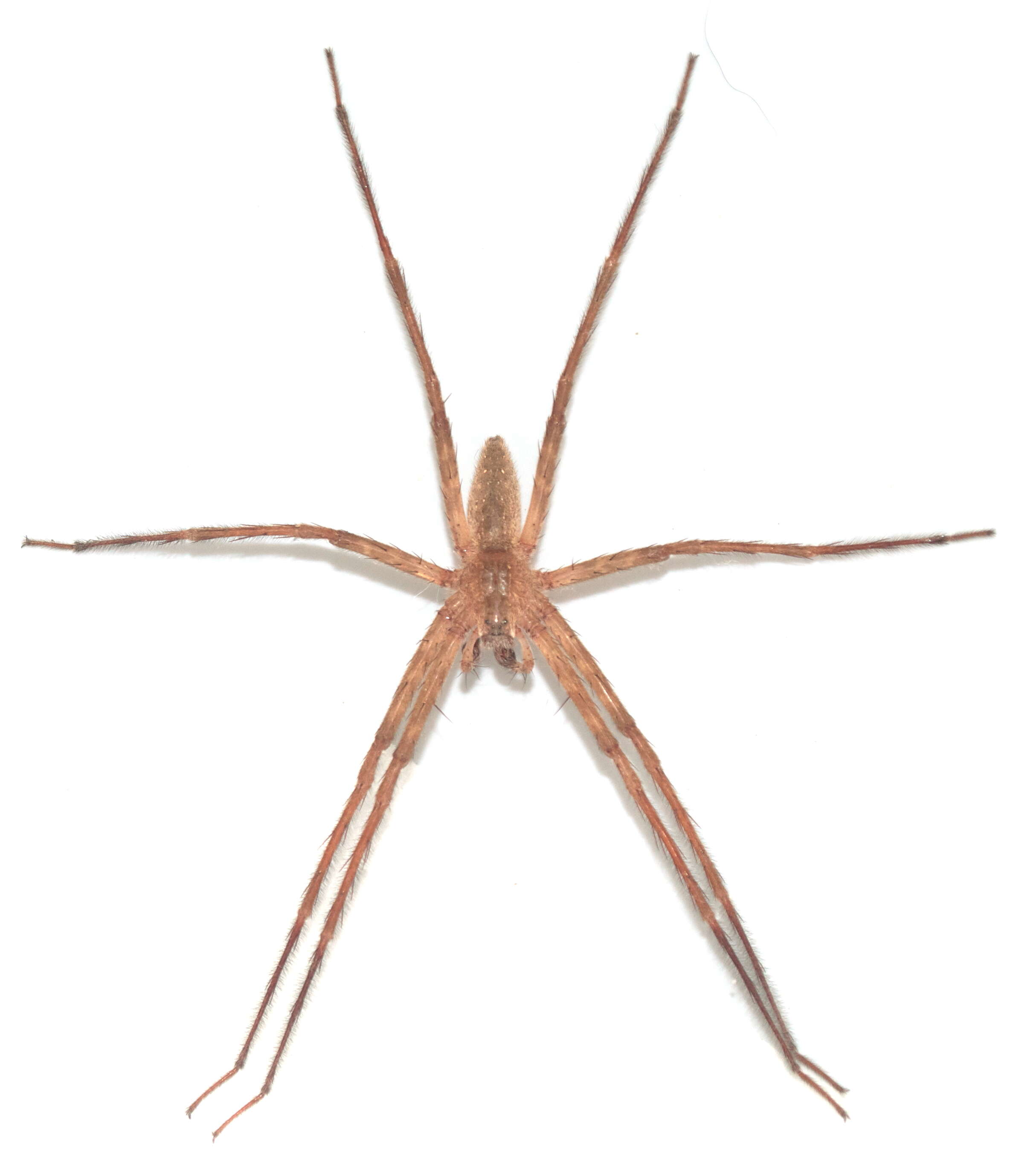 Image of Nursery Web Spider