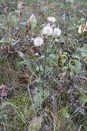 Plancia ëd Erigeron acris subsp. acris