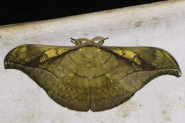 Antheraea rosieri (Toxopeus 1940) resmi