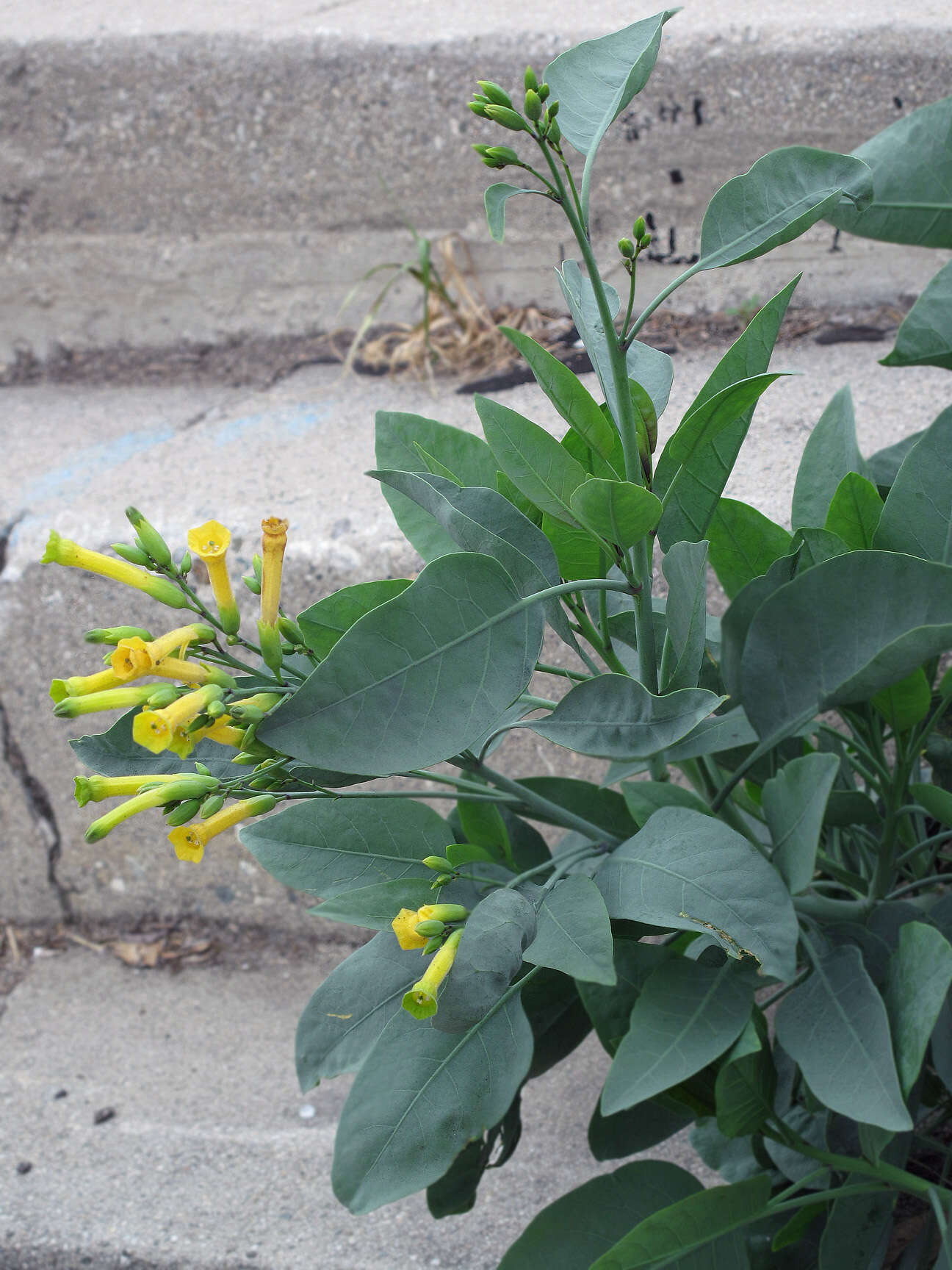 Image of tree tobacco