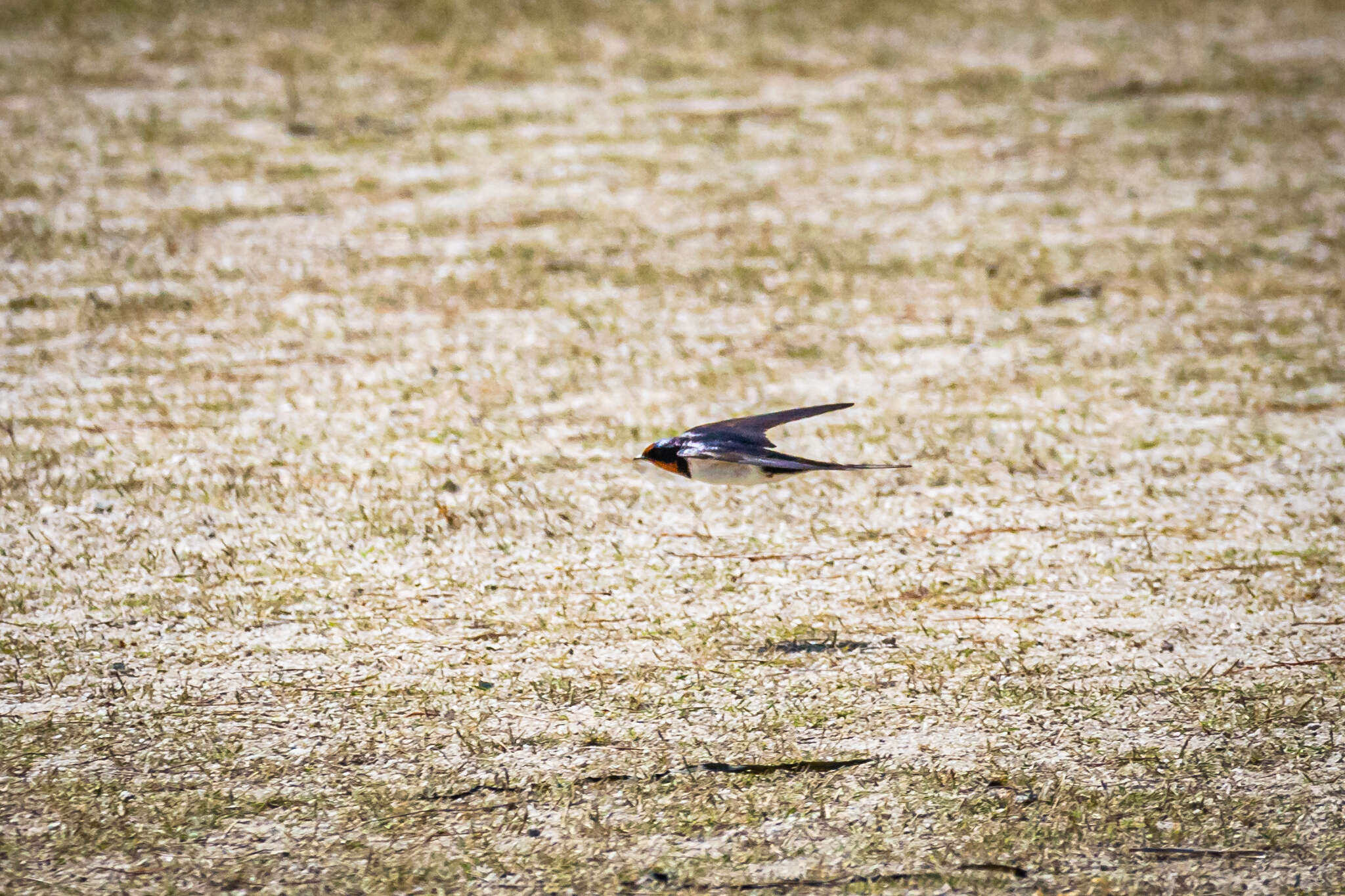 Image of Hirundo rustica gutturalis Scopoli 1786