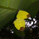 Imagem de Eurema sari (Horsfield 1829)