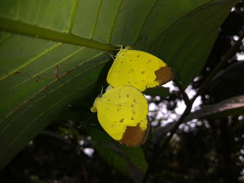 Imagem de Eurema sari (Horsfield 1829)