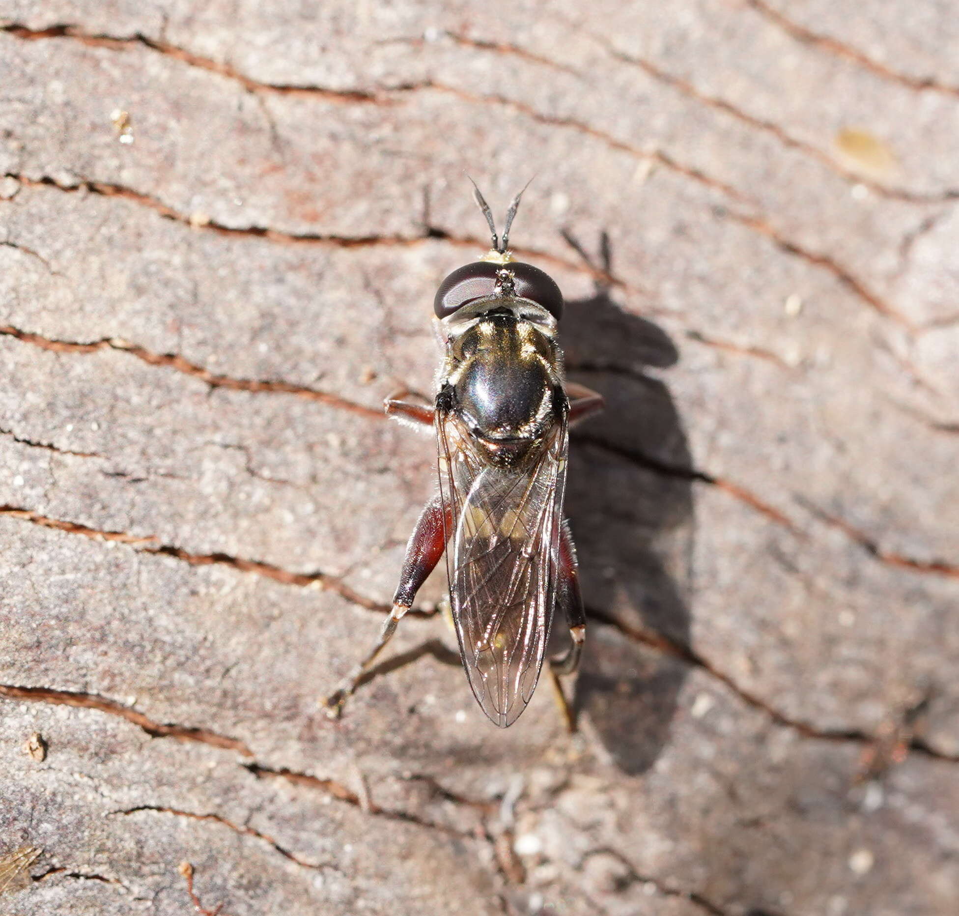 Image of Chalcosyrphus elongatus (Hardy 1921)