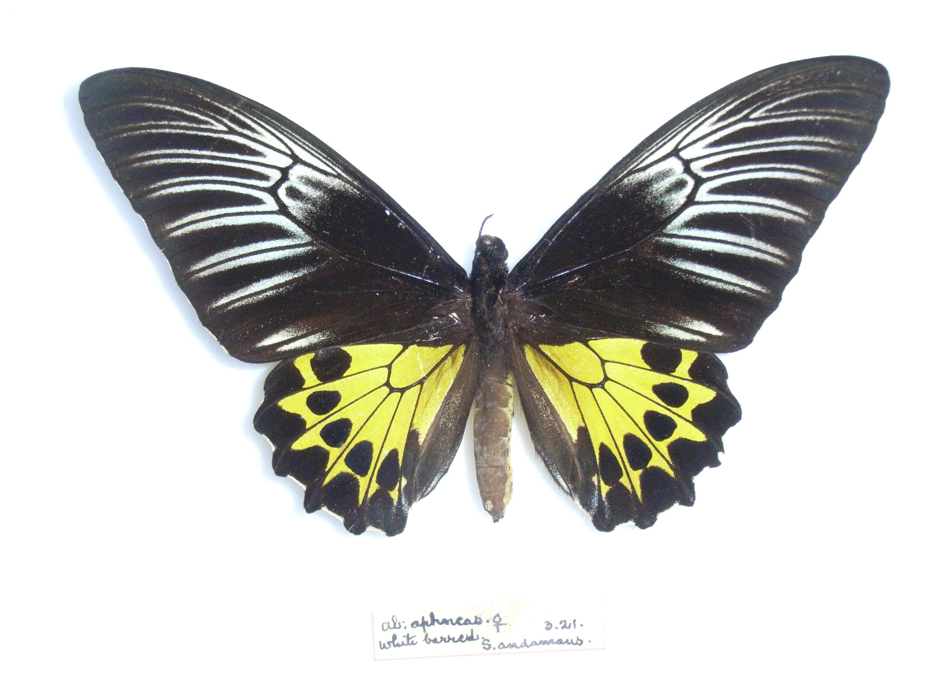 Troides helena (Linnaeus 1758) resmi