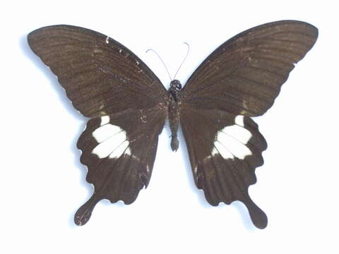 Image of Canopus Swallowtail