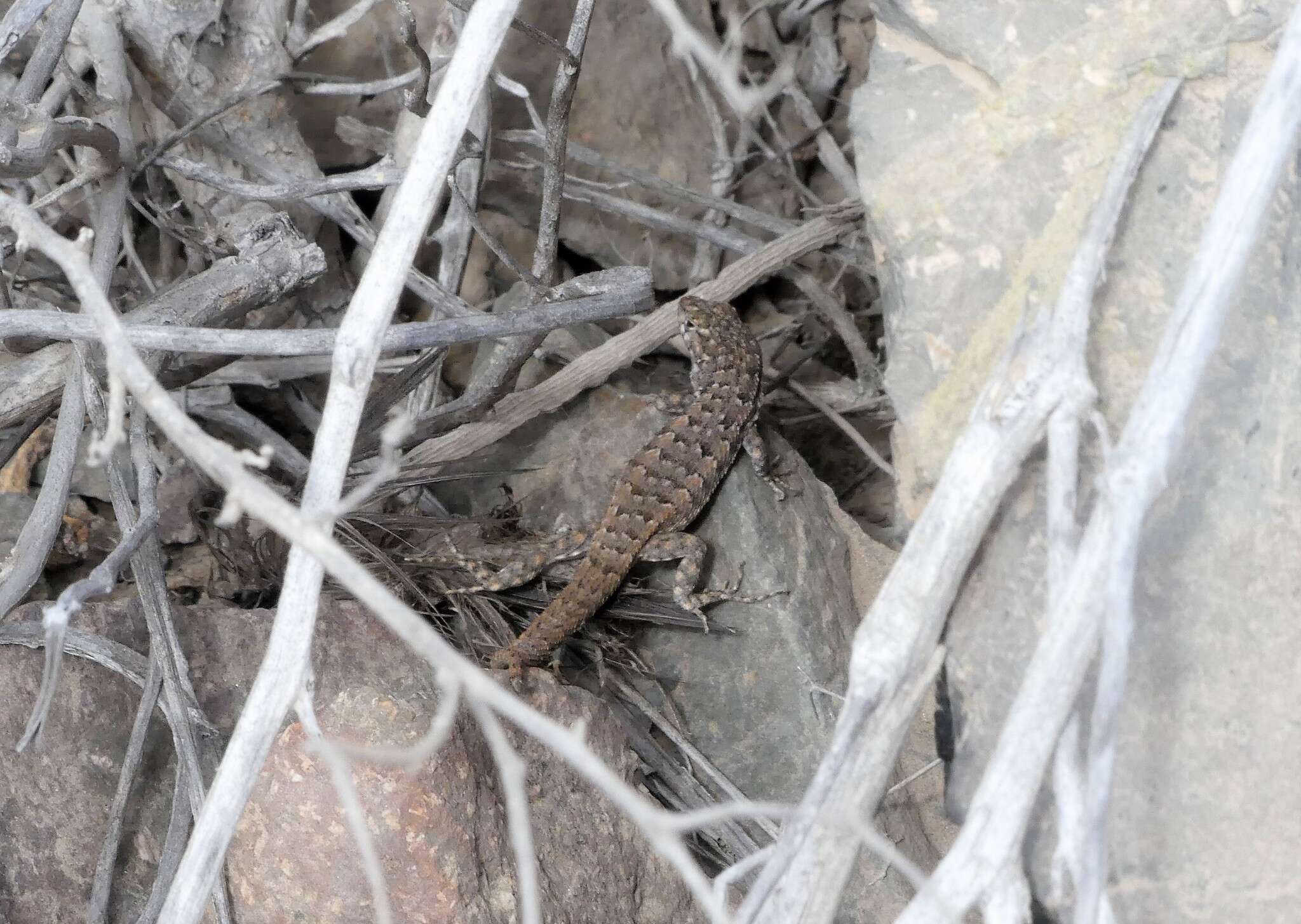 Image of Hellmich's Tree Iguana