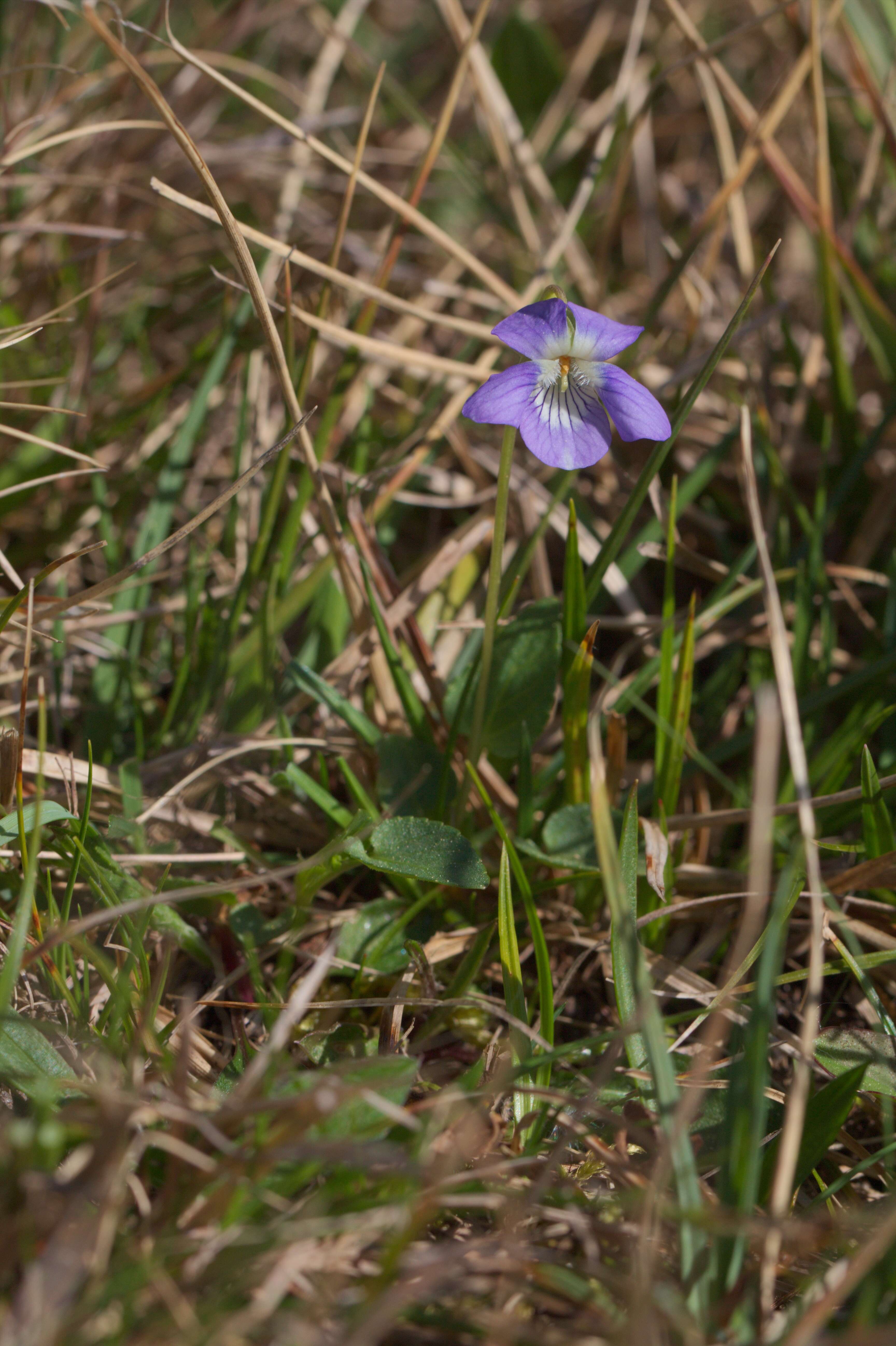 Image of dog violet