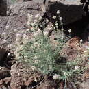 Imagem de Monardella linoides subsp. sierrae Elvin & A. C. Sanders