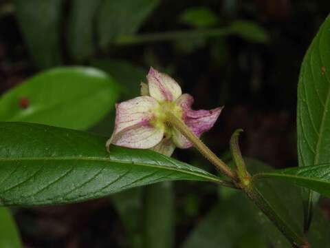 Image de Palicourea bracteocardia (DC.) Delprete & J. H. Kirkbr.