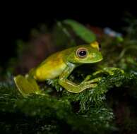 Image of Palmer's Treefrog