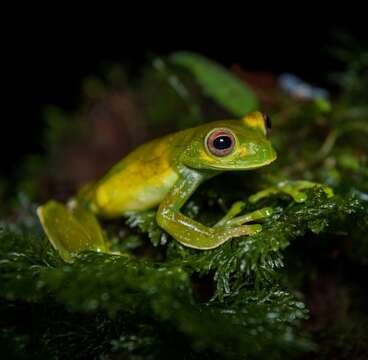 صورة Hyloscirtus palmeri (Boulenger 1908)