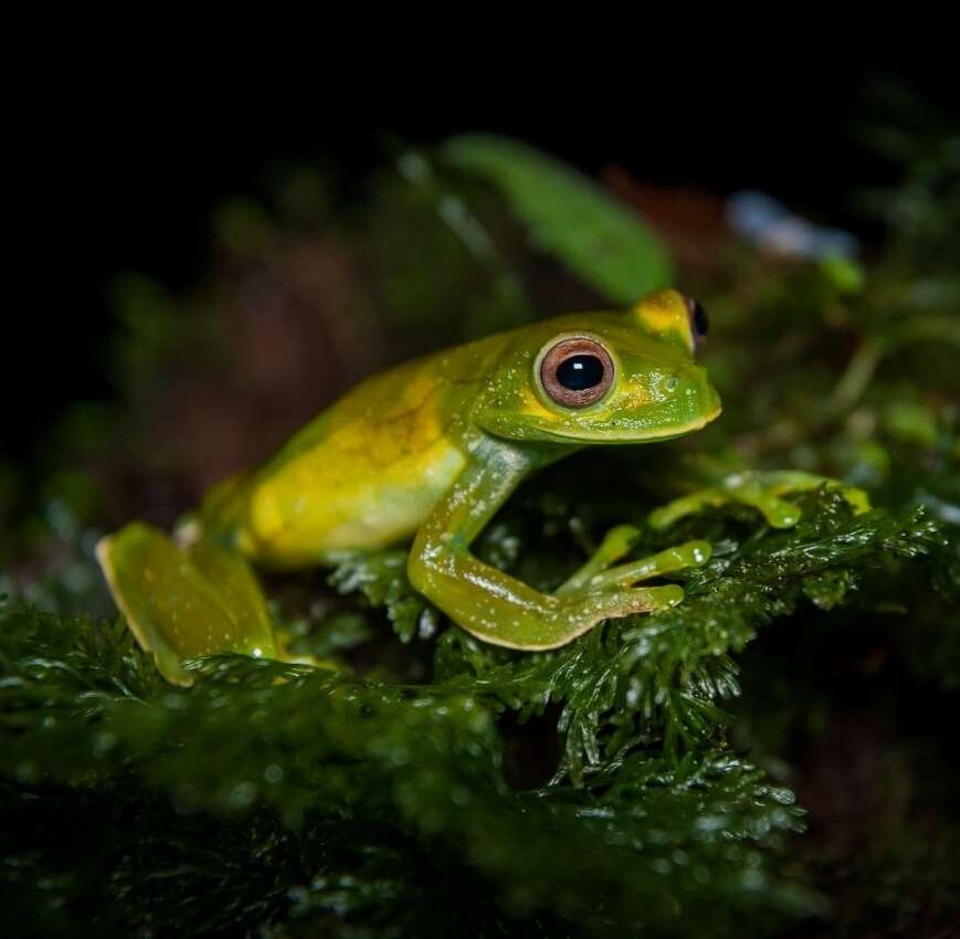 Hyloscirtus palmeri (Boulenger 1908)的圖片