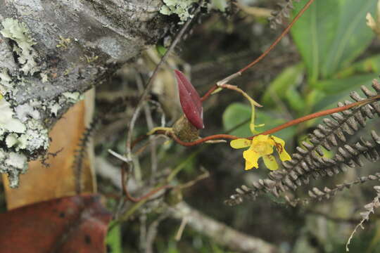 Image of Otoglossum serpens (Lindl.) N. H. Williams & M. W. Chase