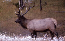 Image of North American elk