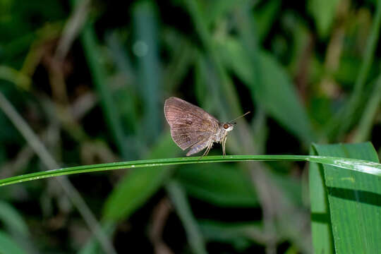 Astictopterus resmi