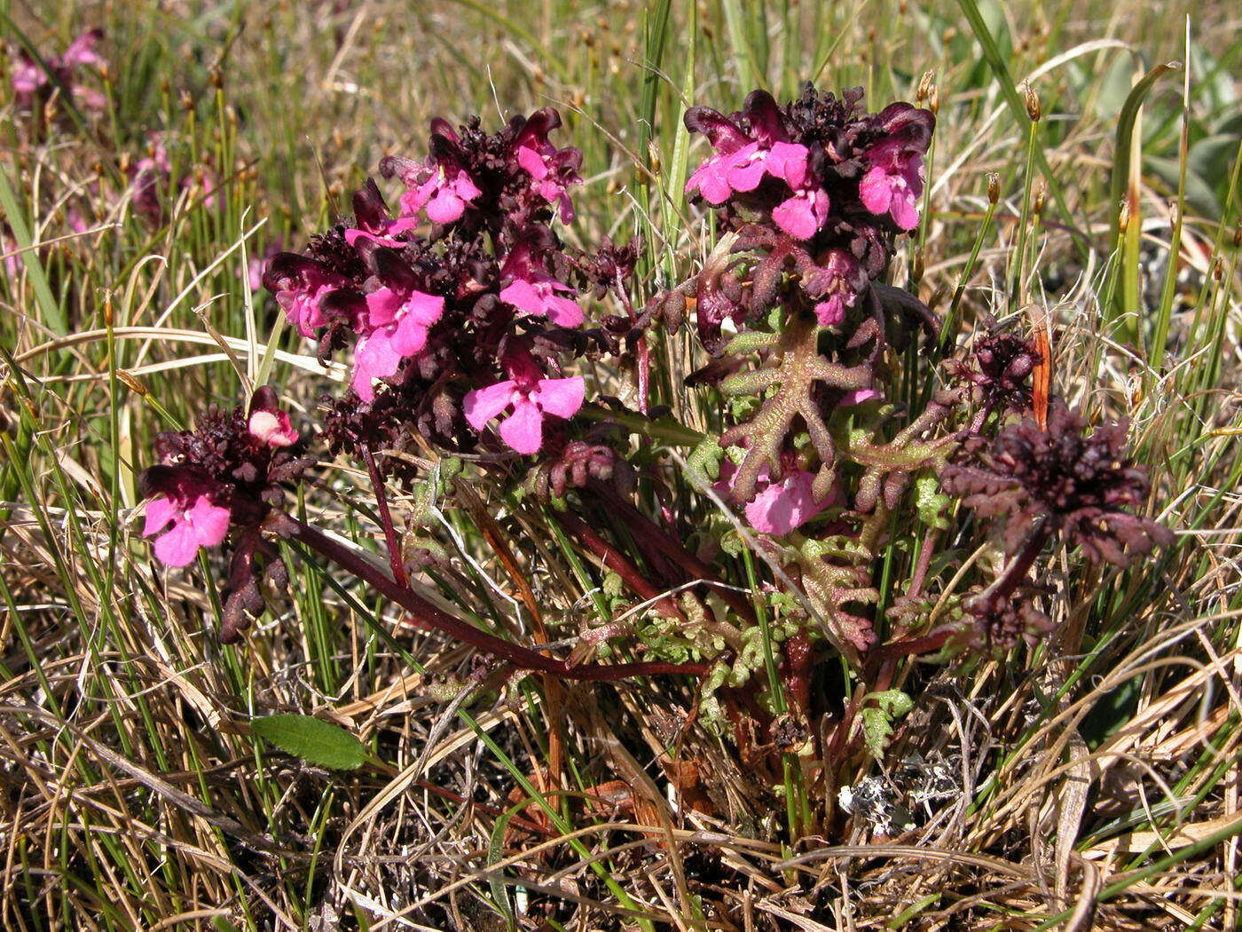 Image of Pennell's lousewort