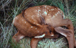 Image of North American elk