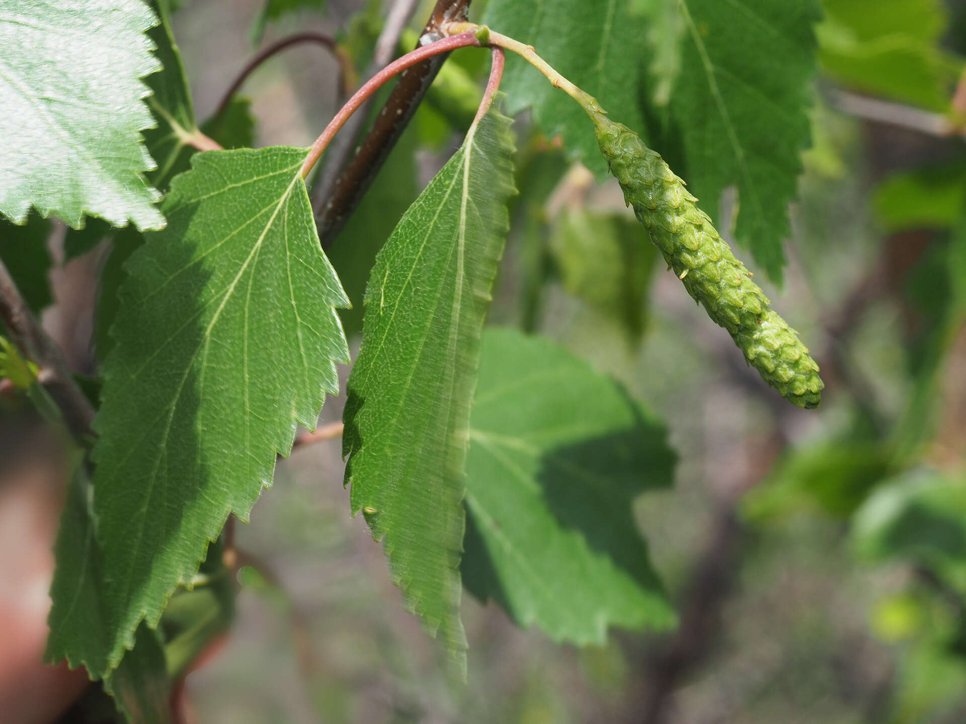 Imagem de Betula pubescens var. litwinowii (Doluch.) Ashburner & McAll.