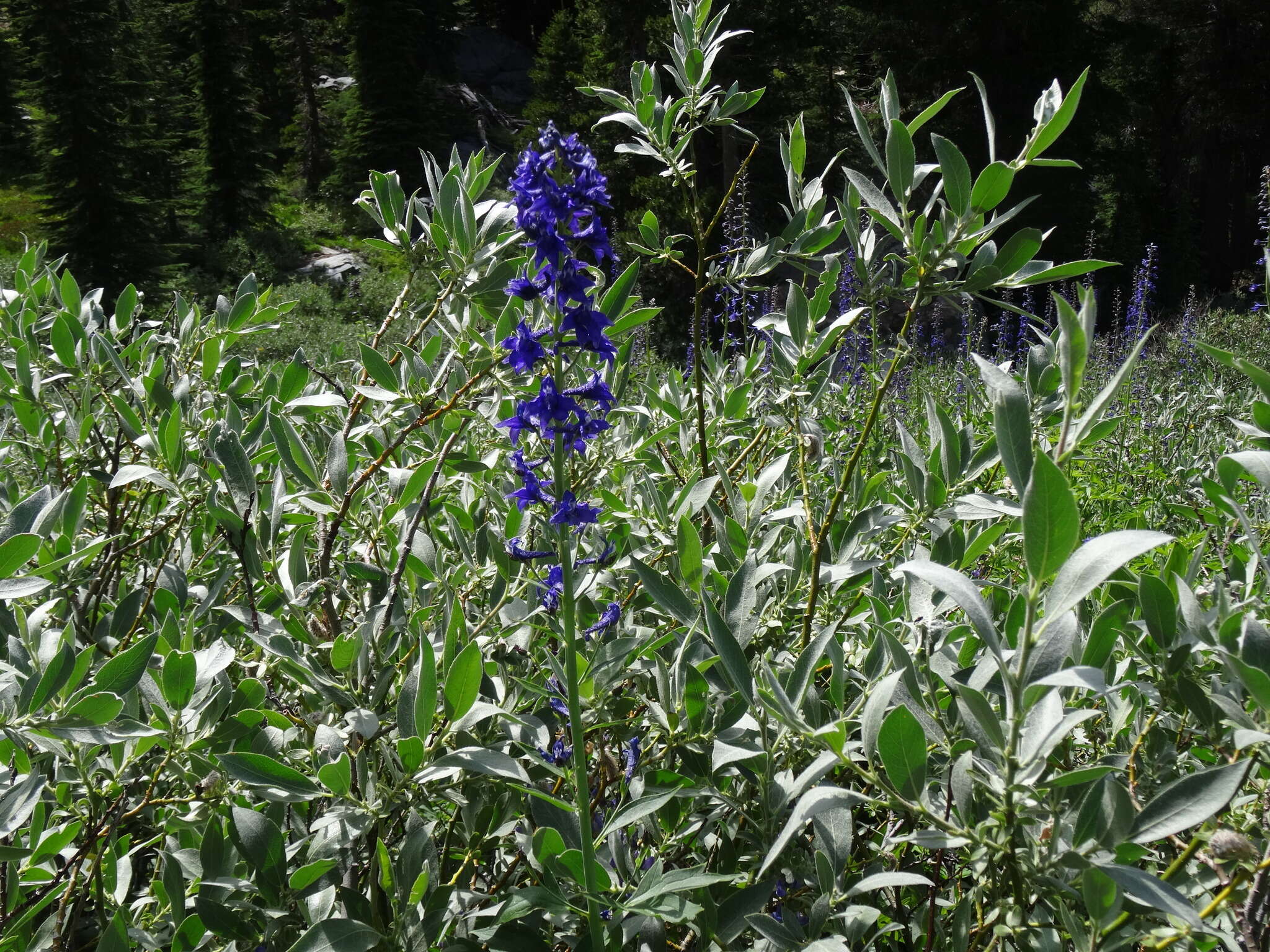 Sivun Delphinium glaucum S. Wats. kuva