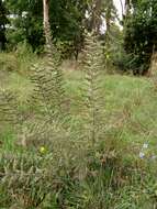 Image of Italian viper's bugloss