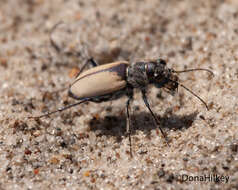 Image of Cicindela (Cicindela) formosa gibsoni Brown 1940