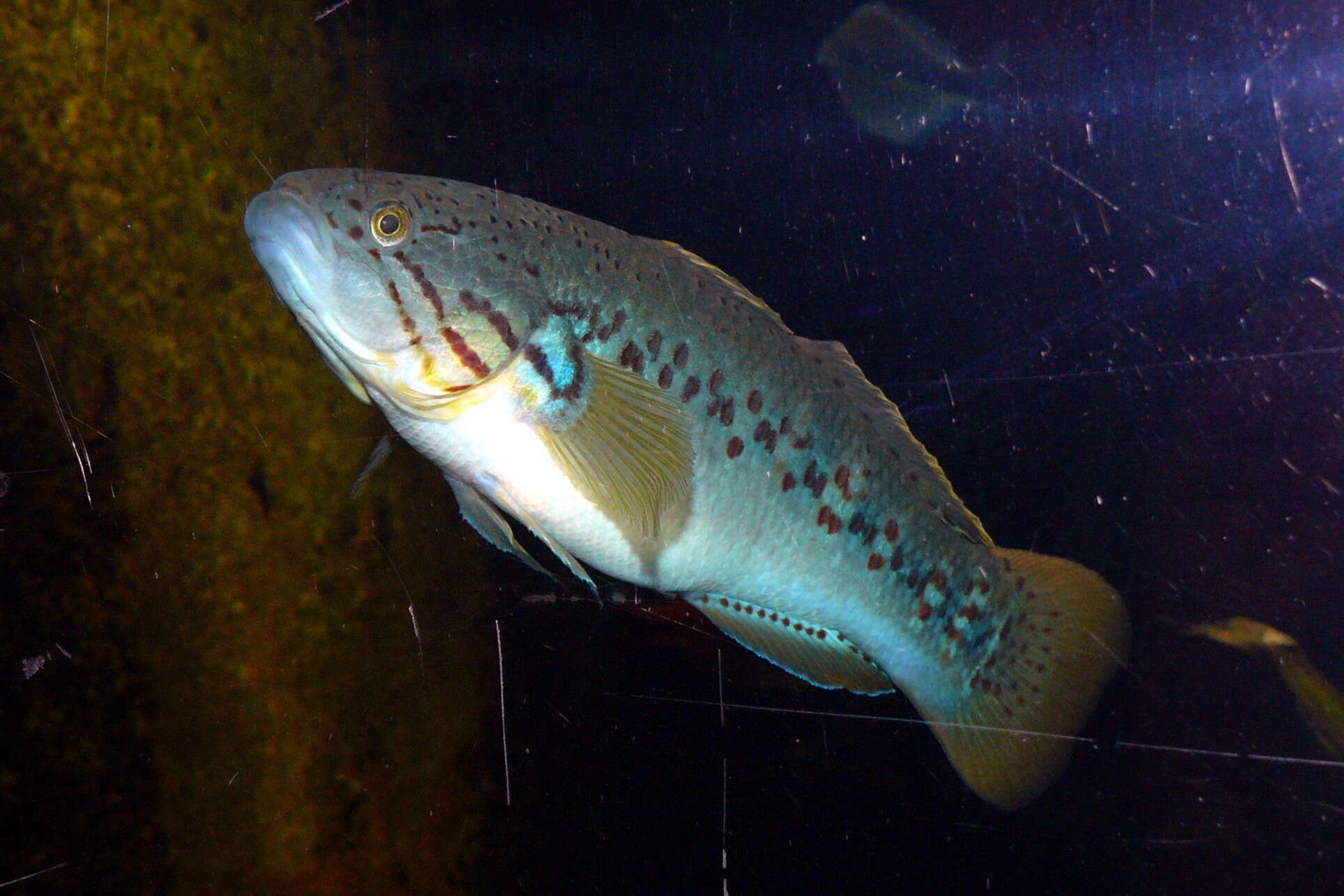 Image of Purple-spotted gudgeon