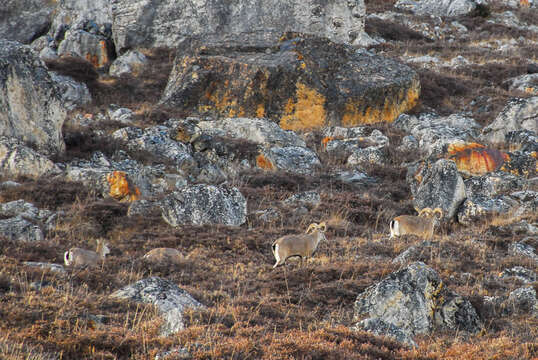 Image of Blue Sheep