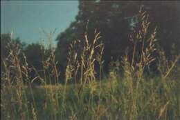 Image of Caucasian bluestem