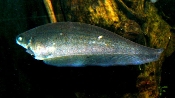 Image of African Knife Fish