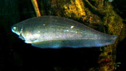 Image of Xenomystus