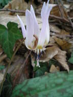 Image of Dog tooth lily