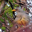 Imagem de Turdus smithi Bonaparte 1850