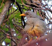 Image of Karoo Thrush