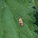 Image of Nemophora ochsenheimerella Hübner 1816