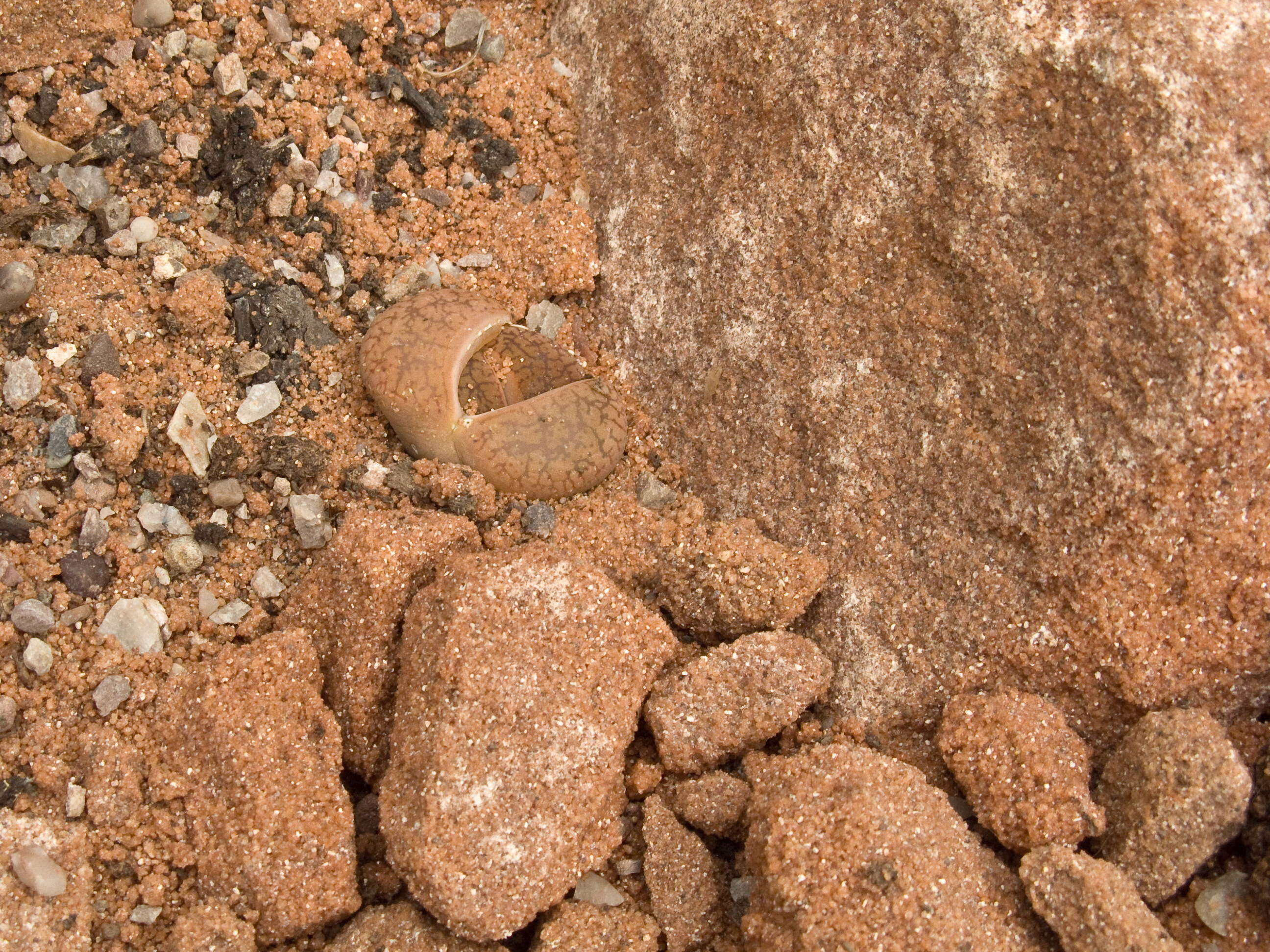 Image of Lithops aucampiae L. Bol.