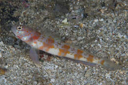 Image of Broad-banded shrimpgoby