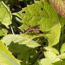 Image of Great Golden Digger Wasp