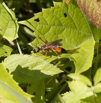 Sphex ichneumoneus (Linnaeus 1758)的圖片