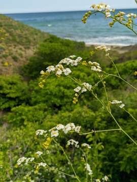 Image of Crambe koktebelica (Junge) N. Busch