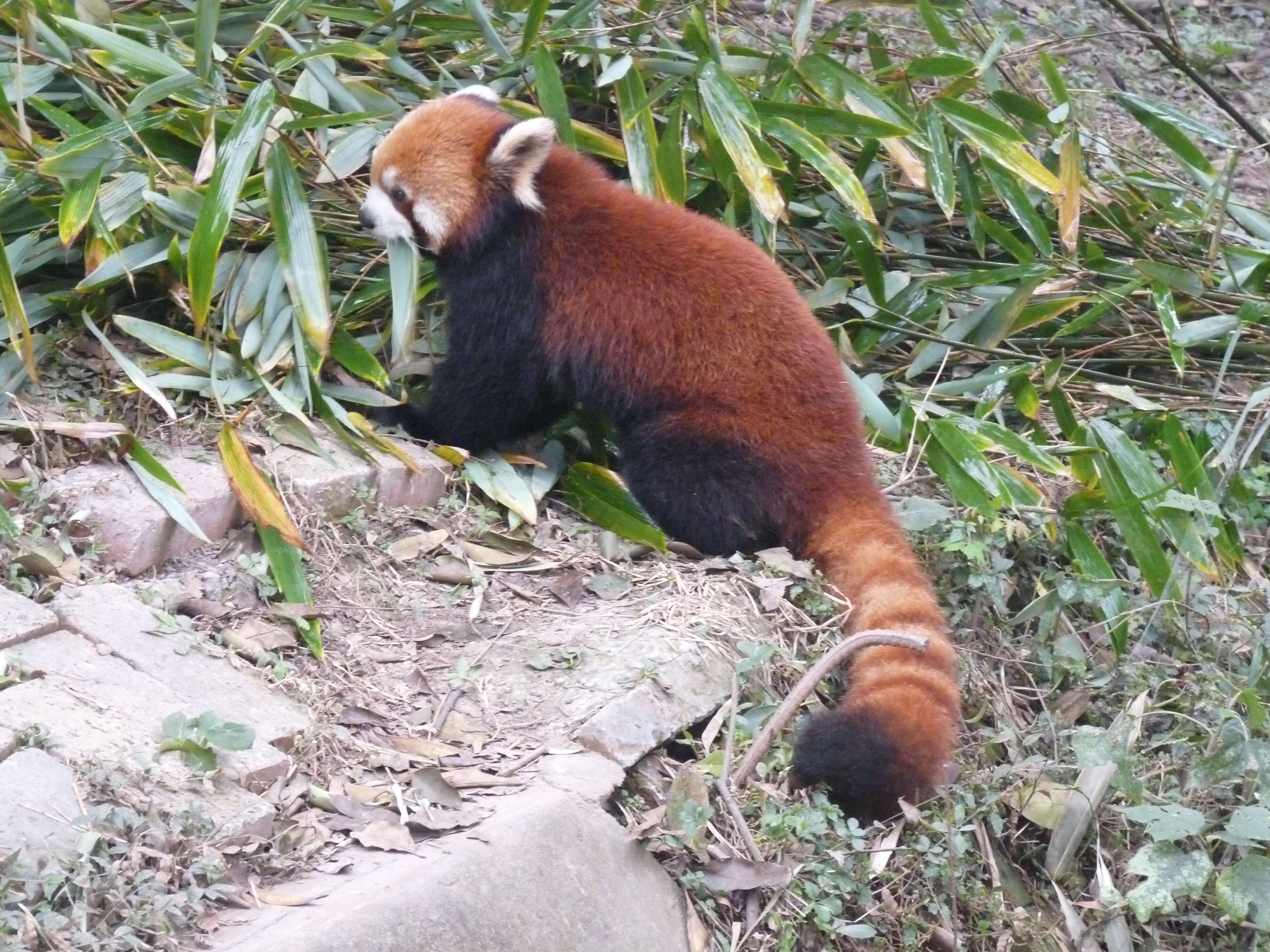 Image of red pandas