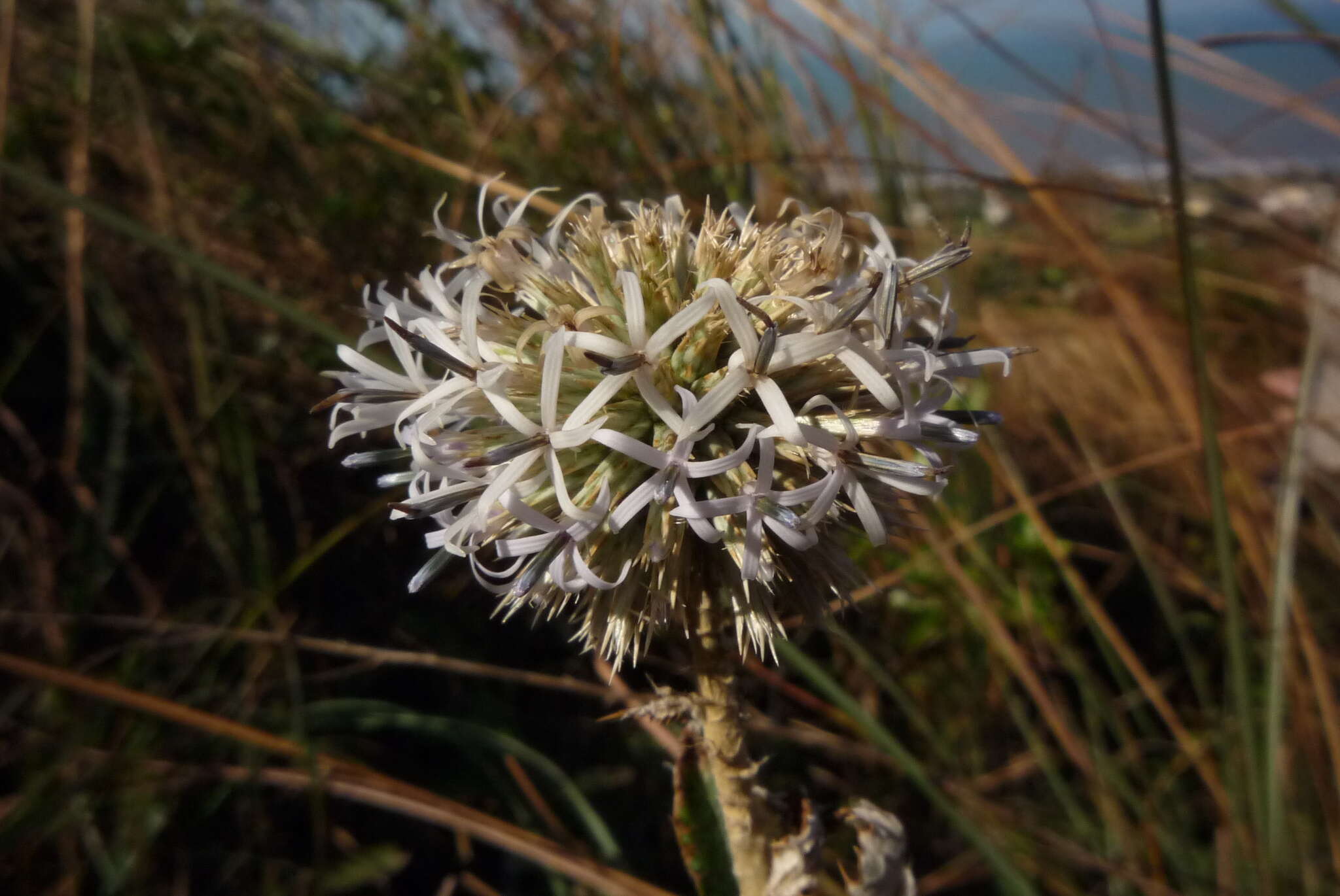 Image of Echinops grijsii Hance