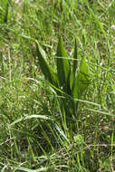 Image of Autumn crocus