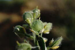 Слика од Alyssum hirsutum M. Bieb.