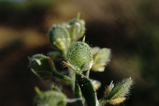 Image of Alyssum hirsutum M. Bieb.