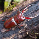 Image of Prosopocoilus (Metopodontus) astacoides fraternus (Hope 1845)