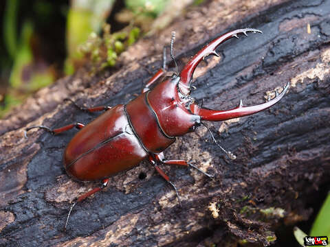 Image de Prosopocoilus (Metopodontus) astacoides fraternus (Hope 1845)