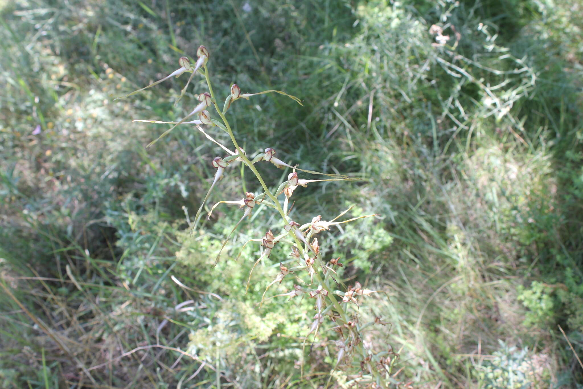 Image of Himantoglossum caprinum (M. Bieb.) Spreng.