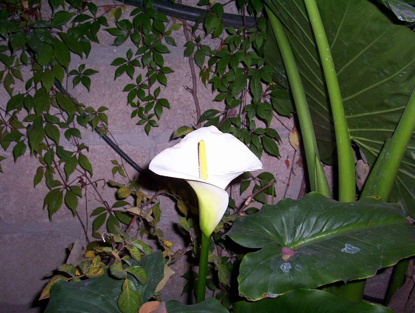 Image of Arum lily