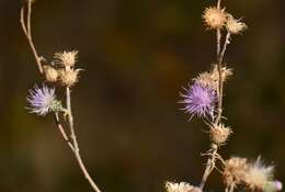 Plancia ëd Cirsium mohavense (Greene) Petr.